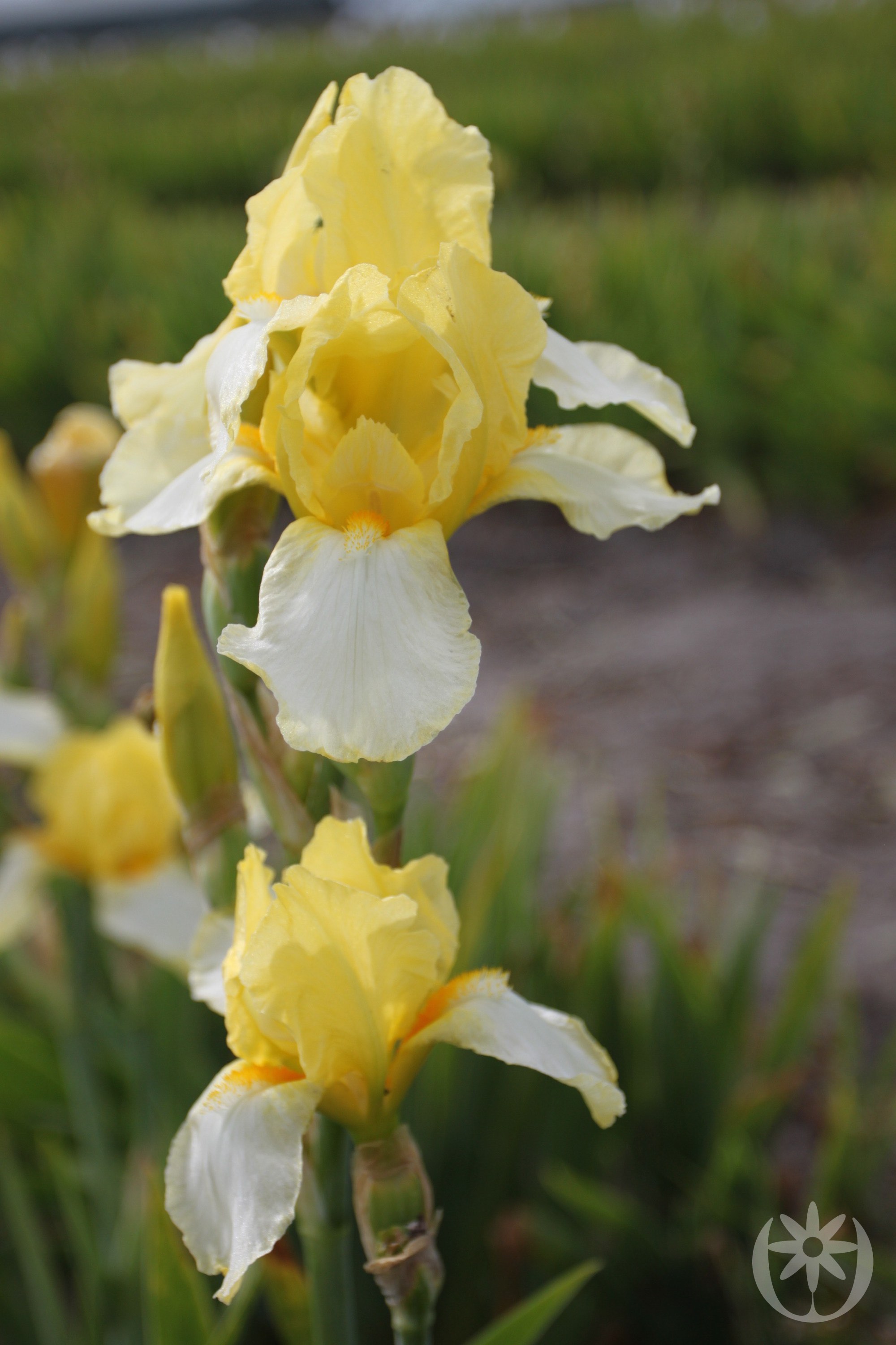 Iris germanica 'Blessed Again'